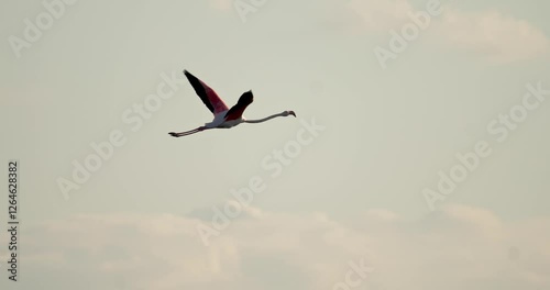 Pink flamingo flying in Larnaka Salt Lake. Wildlife beautiful bird in flight in the landscape of tourist Cyprus, travel to the Mediterranean. High quality 4k footage