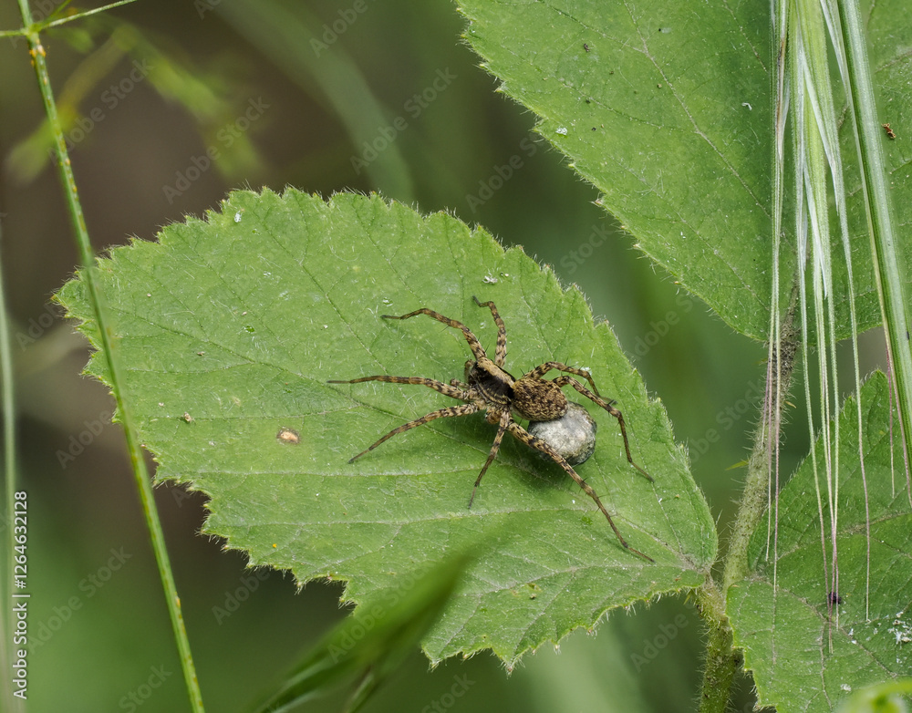 Wolfspinne spec. Wolfspinne spec.
