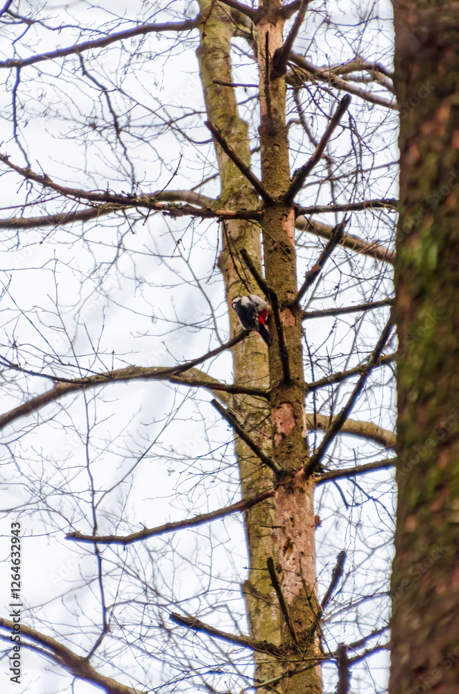 Woodpecker on tree trunk in forest with tangled bare branches around. Woodpecker pecking tree bark, calm mood, eye-level shot, forest setting, natural wildlife concept, stillness and observation in na Woodpecker on tree trunk in forest with tangled bare branches around. Woodpecker pecking tree bark, calm mood, eye-level shot, forest setting, natural wildlife concept, stillness and observation in na