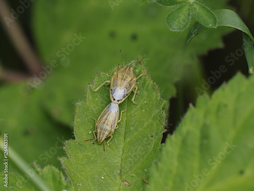 Getreidewanze (Aelia acuminata) photo