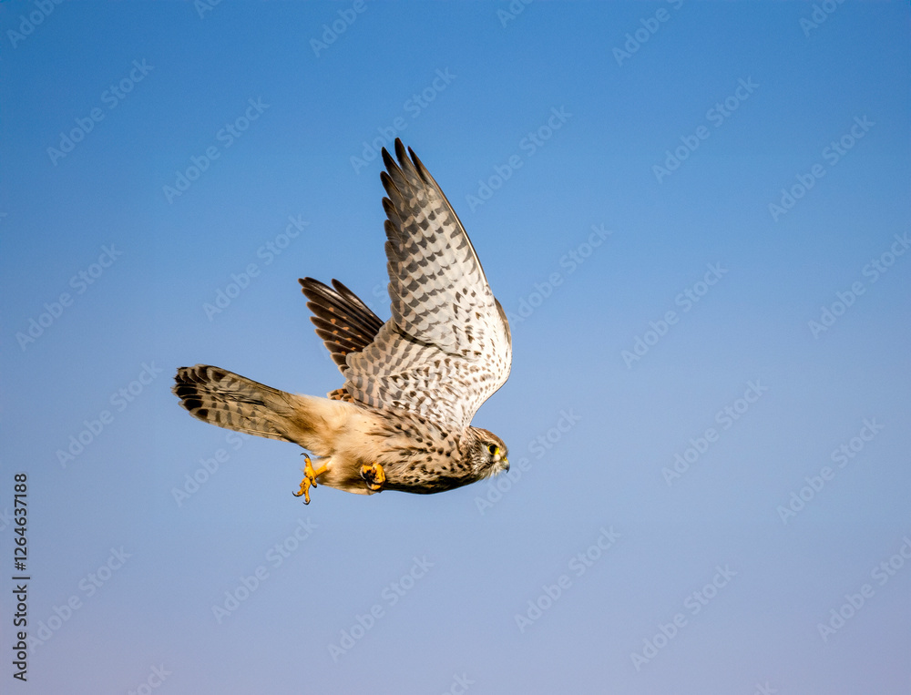 Fototapeta premium Turmfalke (Falco tinnunculus)