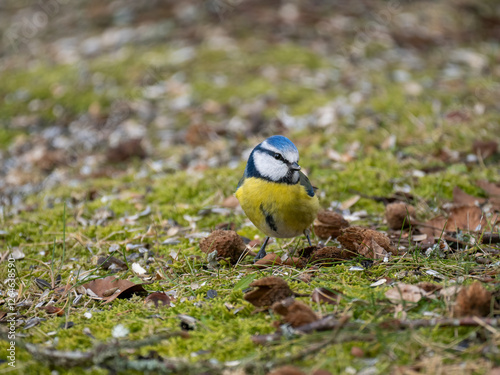 Blaumeise (Cyanistes caeruleu) Blaumeise (Cyanistes caeruleu) photo