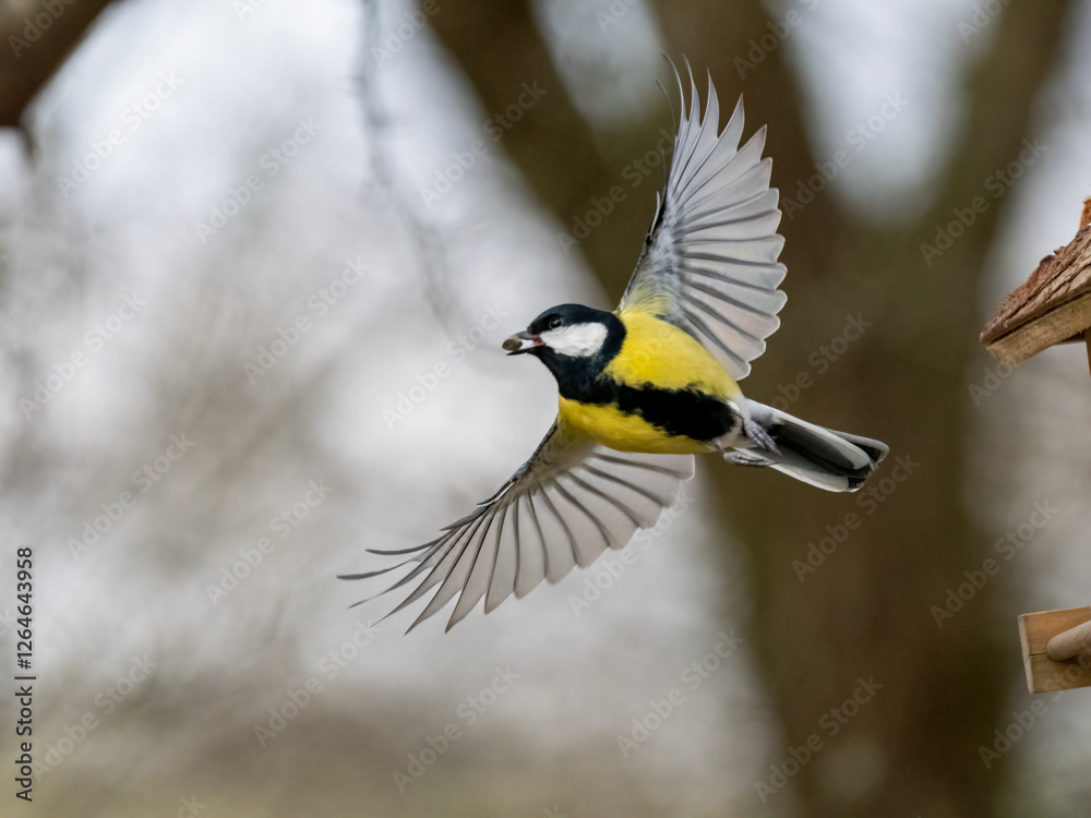 Fototapeta premium Kohlmeise (Parus major)