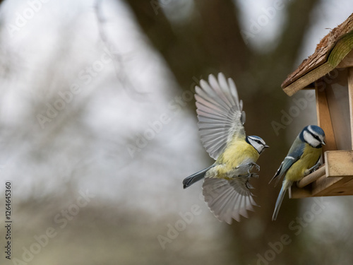 Blaumeise (Cyanistes caeruleu)   photo