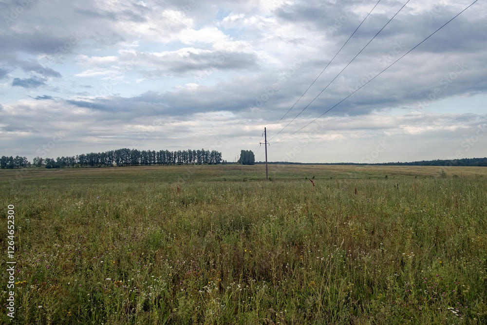 Obraz premium Field overgrown with weeds on a cloudy day