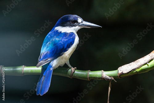 Australian Forest Kingfisher in aviary photo