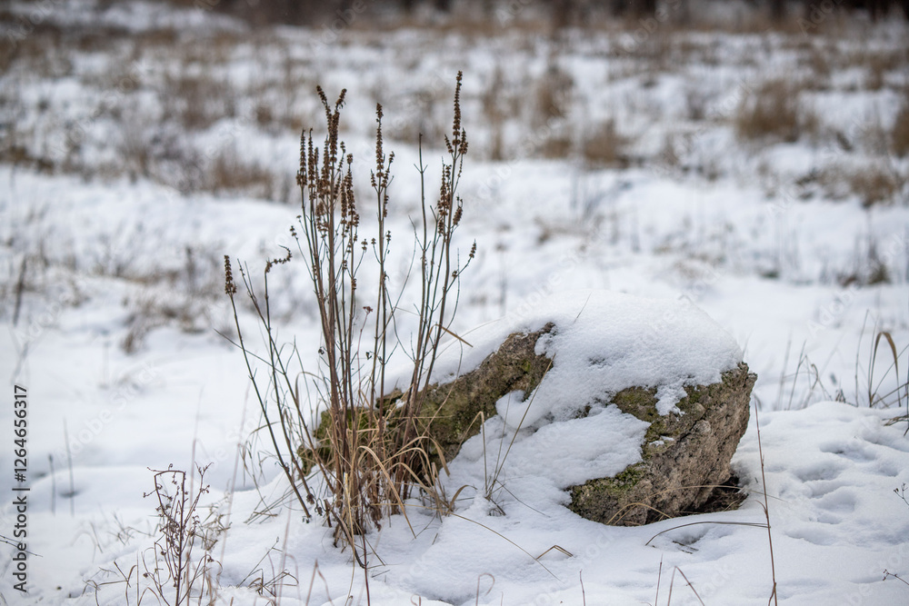 A rock covered in snow sits in a field of dead grass A rock covered in snow sits in a field of dead grass