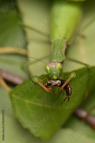 Mantis religiosa