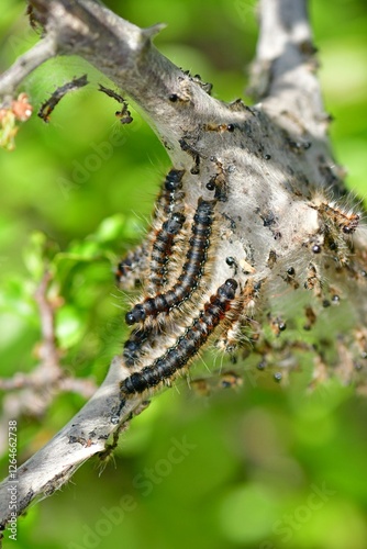 Eriogaster catax larva