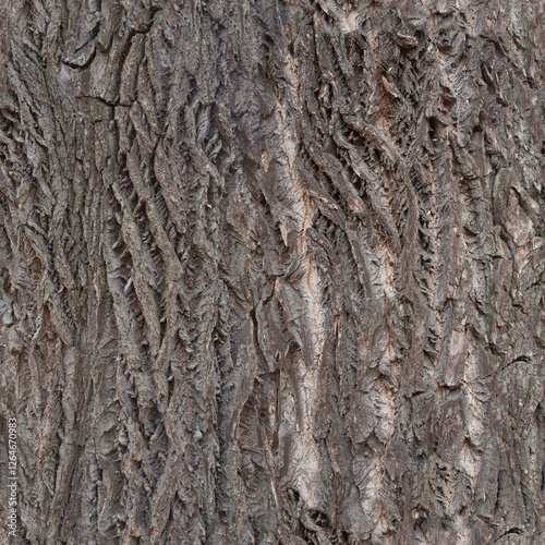 sassafras trunk