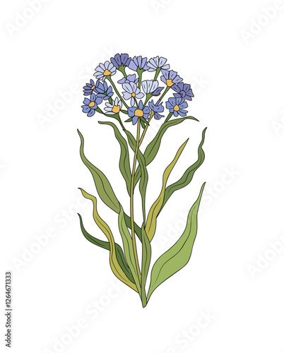 Verbena wild flower colorful vector botanical illustration. Colored outline drawing. Modern design for logo, tattoo, wall art. Isolated on transparent background.