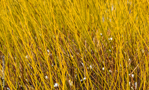 Cornus Stolonifera ‘Flaviramea’ - Golden twig dogwood or White dogwood with decorative yellow wood in winter
