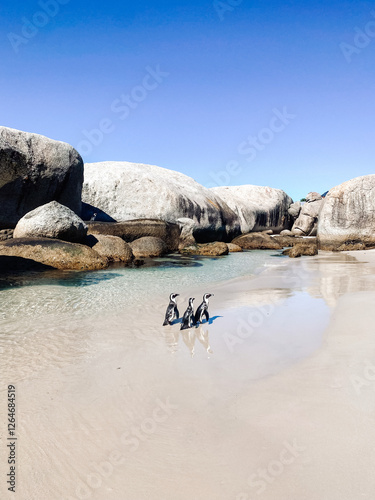 Boulders Beach Cape Town Pinguins