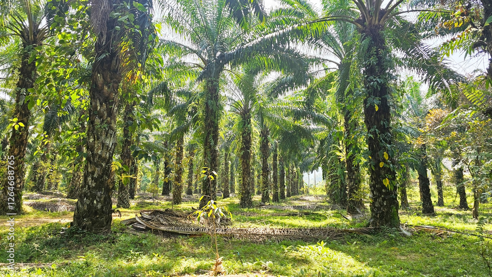 Fototapeta premium Palm Oil Plantation: Lush green palm trees stand tall under the bright sunlight in a vast plantation, showcasing the vibrant and dense landscape of palm oil farming.