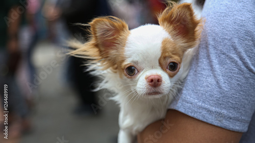 A dog looks at the camera while being photographed and looks lethargic