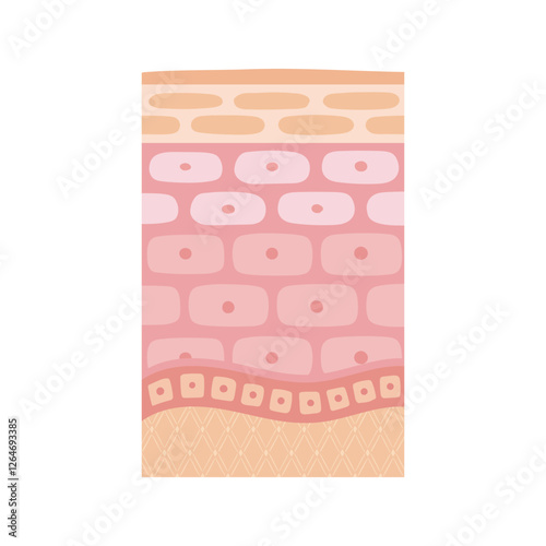 肌断面図で見せる肌のイメージ