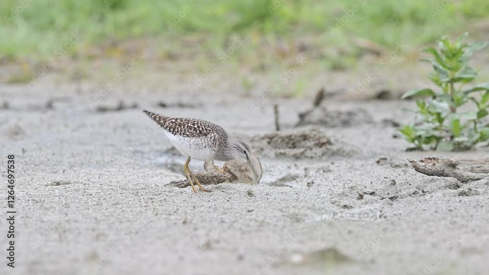 The shell and the wood sandpiper at hunt (Tringa glareola) The shell and the wood sandpiper at hunt (Tringa glareola)