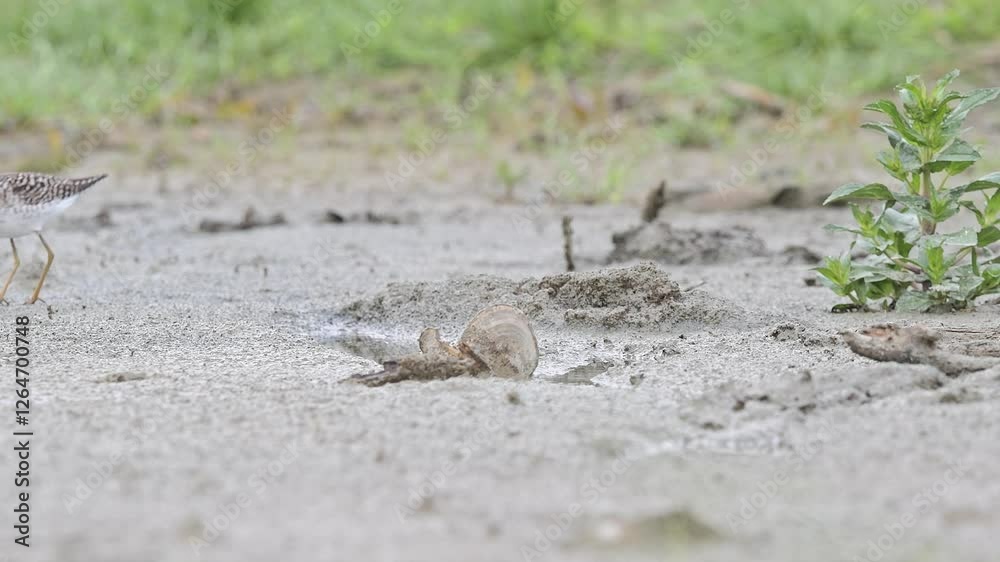 Wood sandpiper eats invertebrate in the wetlands (Tringa glareola) Wood sandpiper eats invertebrate in the wetlands (Tringa glareola)