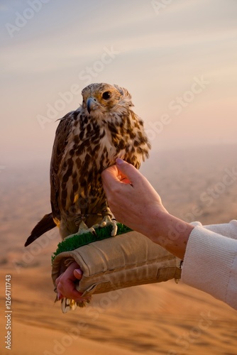 Cuadro en lienzo Falcon perched on a gloved hand in the Arabian desert at sunset: A majestic falcon resting on a falconry glove against the scenic backdrop of sand dunes at sunset, symbolizing Arabian heritage