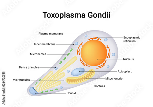 Toxoplasma Gondii Cell Structure and Anatomy photo