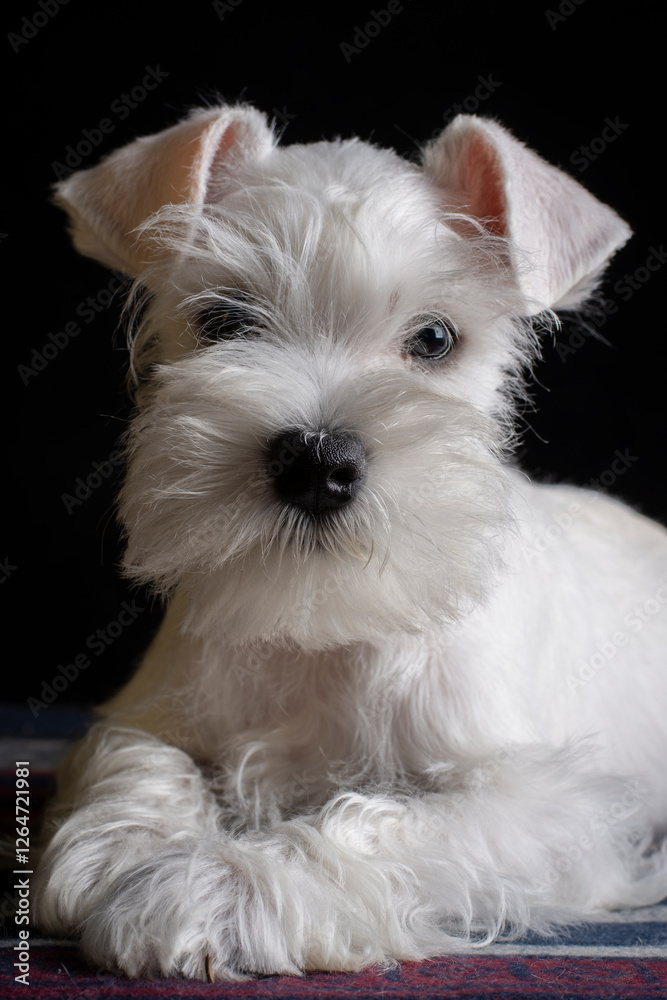 Closeup portrait of a young white miniature schnauzer puppy looking at the camera