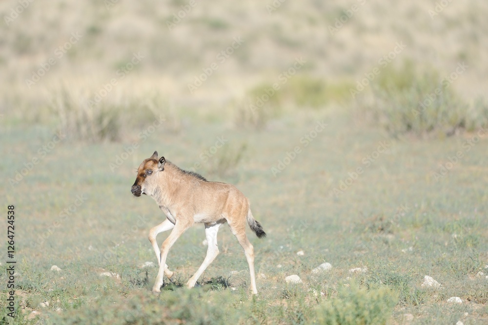 BLUE WILDEBEEST, aka Brindled Gnu (Connochaetes taurinus), kgalagadi desert, south africa. young calf galloping BLUE WILDEBEEST, aka Brindled Gnu (Connochaetes taurinus), kgalagadi desert, south africa. young calf galloping
