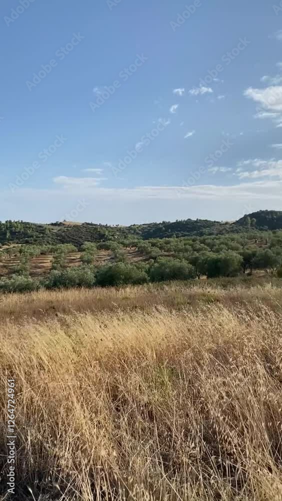 dry grass on the hill, view of the mountains dry grass on the hill, view of the mountains