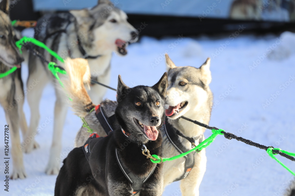 Husky - Hundeschlittenrennen - Hund - Winter Husky - Hundeschlittenrennen - Hund - Winter