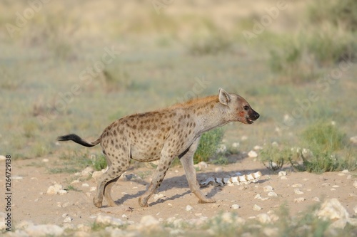 SPOTTED HYAENA (Crocuta crocuta) kgaladagi desert, south africa. 