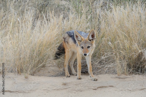 BLACKBACKED JACKAL (canis mesomelas)., kgalagadi desert, south africa. young inquisitive cub
