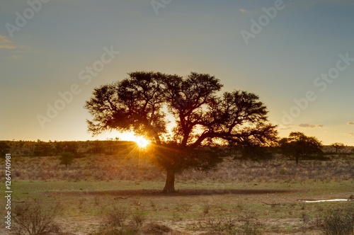 GEINAB, dusk at a desert waterhole, kgalagadi, south africa
