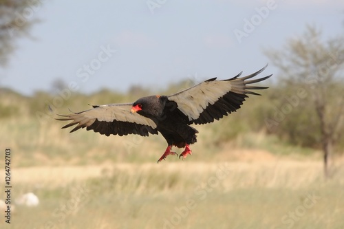 BATALEUR aka Short-tailed eagle