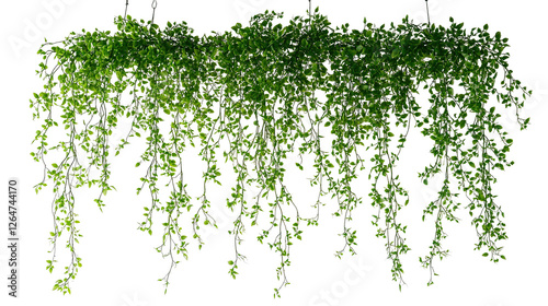 Lush green hanging houseplant isolated on transparent background