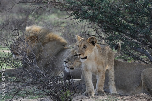 DESERT LIONS (Panthera leo). pride at rest in shade of acacia 