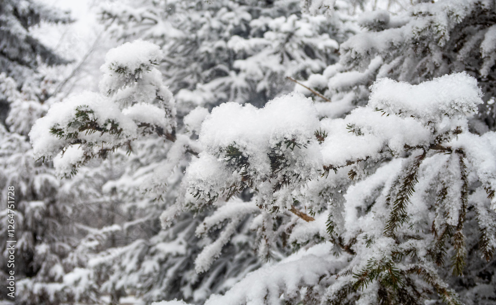 A tree covered in snow with a branch covered in snow A tree covered in snow with a branch covered in snow