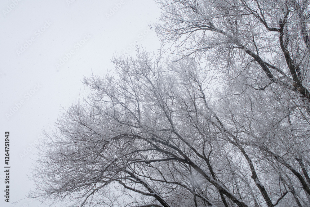 A tree with snow on it and a sky in the background A tree with snow on it and a sky in the background