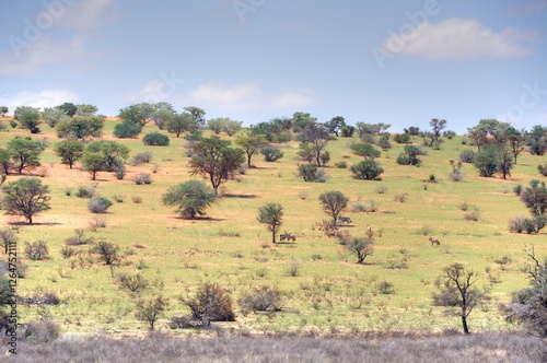 DESERT LANDSCAPE, kgalagadi, south africa
