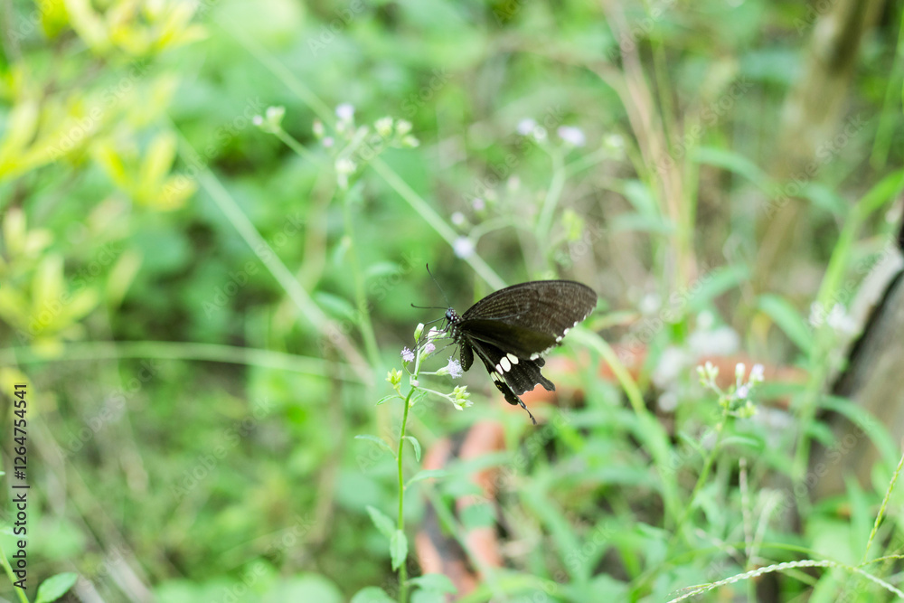A black butterfly related to moths and sitting on a blue mist flower A black butterfly related to moths and sitting on a blue mist flower