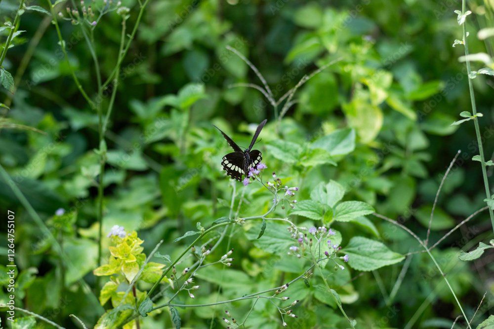 The life of butterflies and a black butterfly on a blue mist flower The life of butterflies and a black butterfly on a blue mist flower