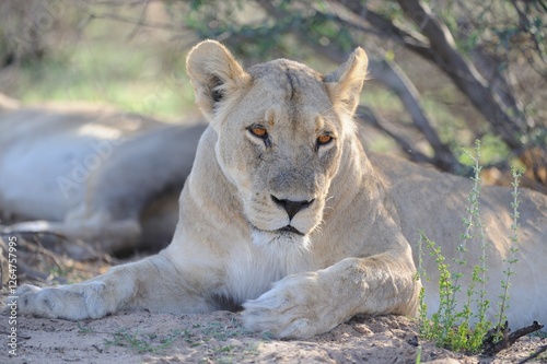 DESERT LION (Panthera leo) female at rest. 