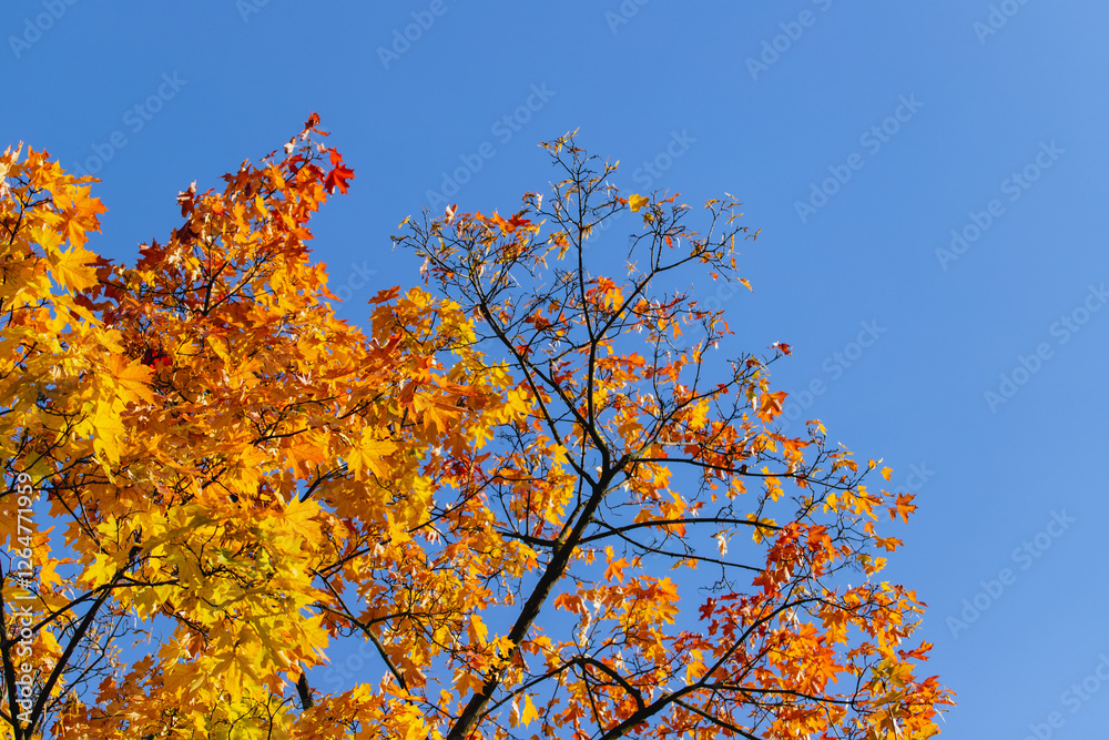 Fototapeta premium autumn leaves against blue sky
