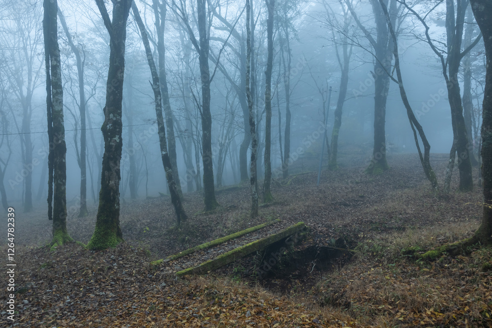 深い森 Dark forest with deep morning fog 深い森 Dark forest with deep morning fog