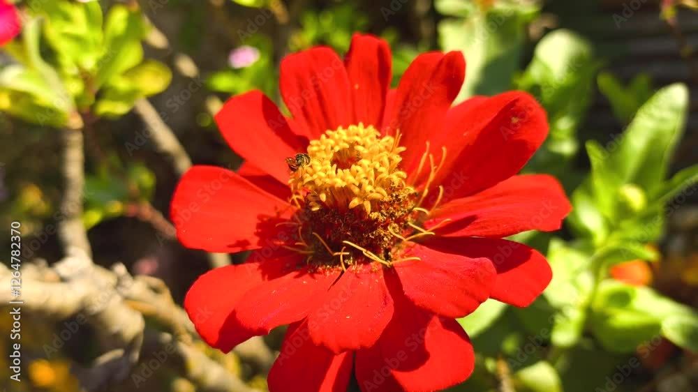 Zinnia flower in the garden, outdoor Chiangmai Thailand. Zinnia flower in the garden, outdoor Chiangmai Thailand.