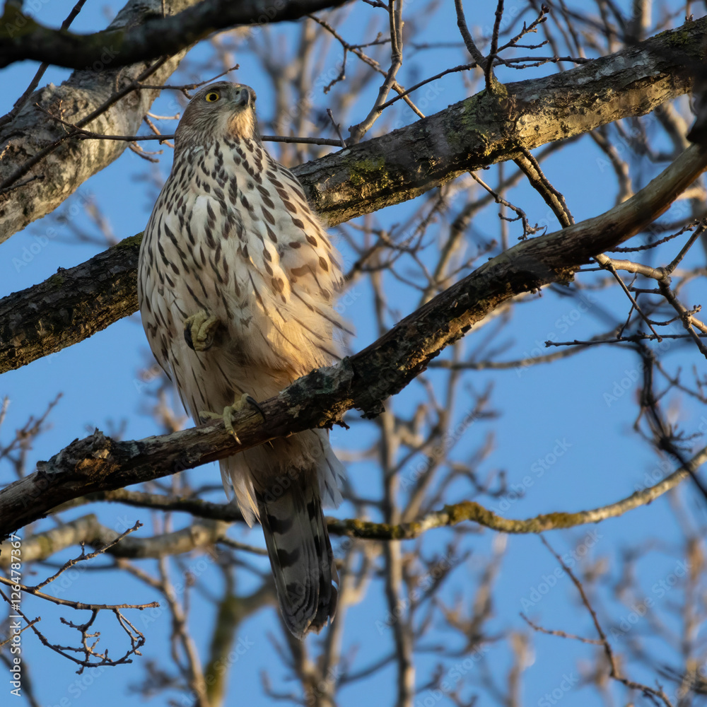 Juvenile Northern Goshawk (Accipiter gentilis). Juvenile Northern Goshawk (Accipiter gentilis).