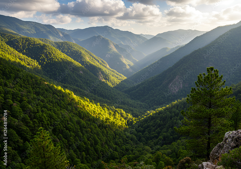 Fototapeta premium Landscape of mountains and trees, pine trees