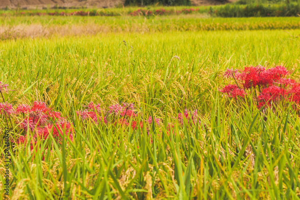 Ears of rice just before harvest with hibiscus (licorice), autumn scenery Ears of rice just before harvest with hibiscus (licorice), autumn scenery