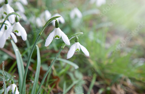 Spring snowdrop close-up. Galanthus nivalis flowers