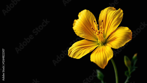 Striking Butterwort yellow flower illuminated against a dark backdrop highlighting its details. photo