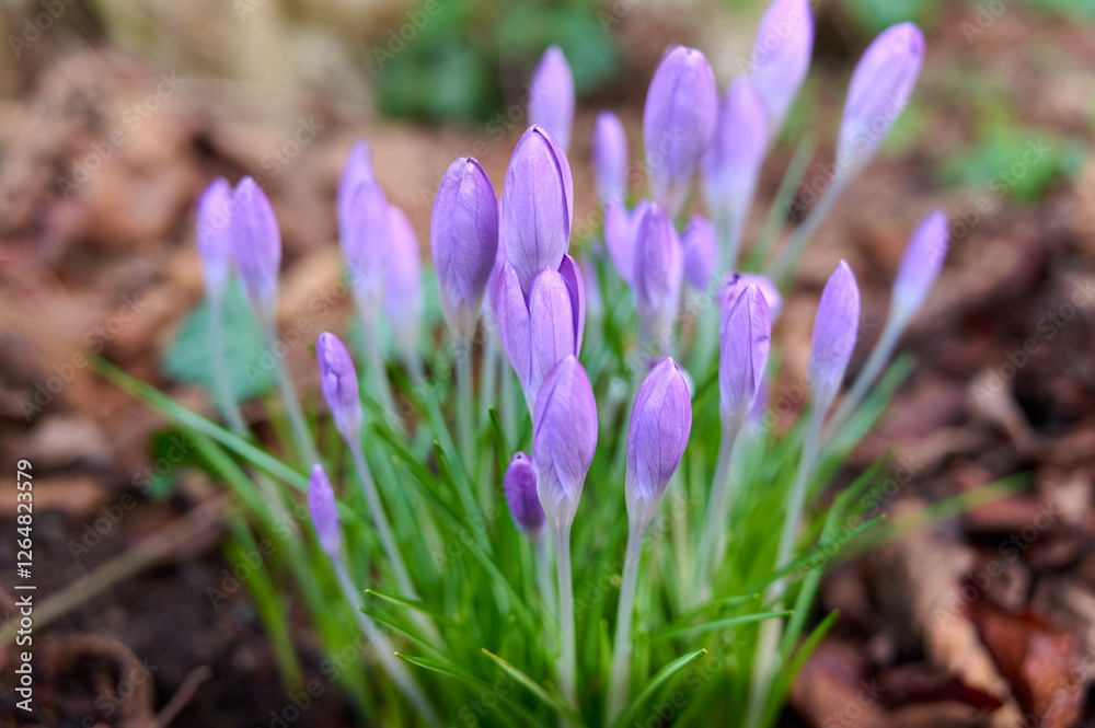 Spring crocus flowers close up. Spring floral background. selective focus Spring crocus flowers close up. Spring floral background. selective focus
