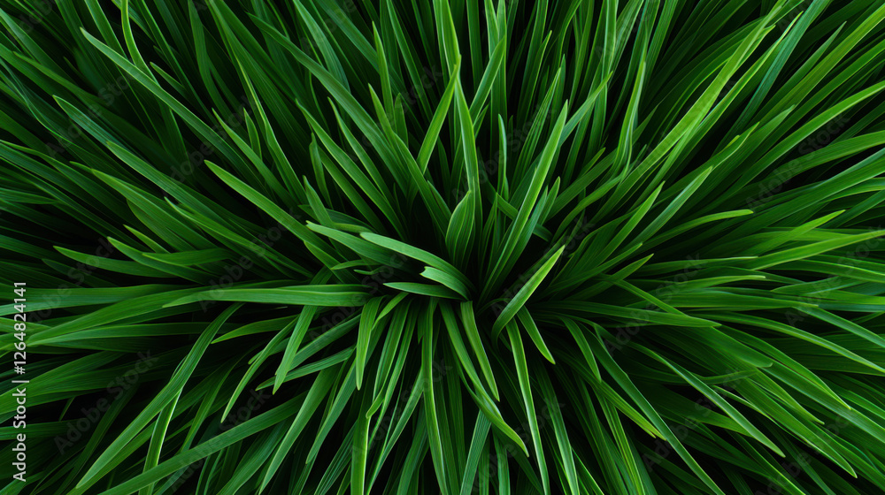 Fototapeta premium Close-up view of lush green grass blades in natural lighting. Vibrant and fresh appearance.